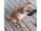 Adopt Maggie a Tan/Yellow/Fawn - with Black Mastiff / Mixed dog in Norris City