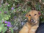 Adopt Nova a Red/Golden/Orange/Chestnut Labrador Retriever / Mixed dog in san