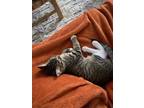 Adopt Kobe A Brown Tabby Domestic Shorthair / Mixed (short Coat) Cat In