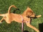 Adopt Luna a Red/Golden/Orange/Chestnut Beagle / Labrador Retriever / Mixed dog