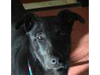 Adopt CLOWN a Black Labrador Retriever / Mixed dog in Ukiah, CA (33747543)