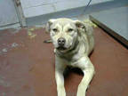 Adopt SANOVIA a Brown/Chocolate German Shepherd Dog / Mixed dog in Atlanta