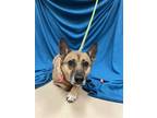 Adopt SHEBA a Brown/Chocolate - with Black Australian Cattle Dog / Mixed dog in