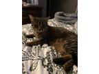 Adopt Grace a Brown Tabby Domestic Shorthair (short coat) cat in Toms River