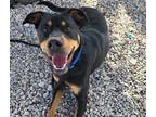 Adopt REX a Black - with Tan, Yellow or Fawn Rottweiler / Mixed dog in Waco