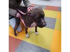 Adopt Ziva a Black Pit Bull Terrier / Mixed dog in Philadelphia, PA (33750297)