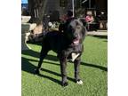 Adopt Rose a Black Flat-Coated Retriever / Mixed dog in Temecula, CA (33751049)