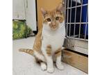 Adopt Cheese Grits a Orange or Red Tabby Domestic Shorthair (short coat) cat in