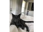 Adopt Storm a Gray or Blue (Mostly) American Shorthair / Mixed (short coat) cat