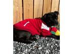 Adopt Sasha a Black - with White Dachshund / Mixed dog in Seattle, WA (33750171)