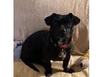 Adopt Natasha a Black - with White Dachshund / Pit Bull Terrier / Mixed dog in
