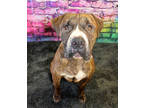 Adopt Zeek K63 9-19-18 A Brown/Chocolate Shar Pei / Mixed Dog In San Angelo