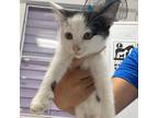 Adopt Moo a White Domestic Shorthair / Mixed cat in Vieques, PR (33750084)