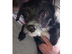 Adopt Prince in TX a Black - with White Terrier (Unknown Type