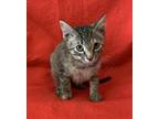 Adopt Boogie a Brown Tabby Domestic Shorthair / Mixed (short coat) cat in