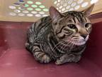 Adopt KEVIN JONAS a Brown Tabby Domestic Shorthair / Mixed (short coat) cat in