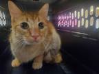 Adopt OZZY PAWSBOURNE a Orange or Red Tabby Domestic Shorthair / Mixed (short