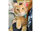Adopt CONJUGATE a Orange or Red Tabby Domestic Shorthair / Mixed (short coat)