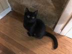 Adopt POPPY a Black (Mostly) Domestic Shorthair (short coat) cat in Washington