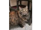 Adopt SNICKERS a Brown Tabby Domestic Longhair / Mixed (long coat) cat in Fruit