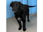 Adopt Gideon a Black - with White Golden Retriever / Mixed dog in Springfield