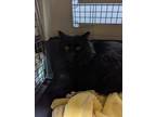 Adopt Beef a Domestic Mediumhair / Mixed cat in Vancouver, BC (33749694)