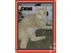 Adopt Chimi a Orange or Red Tabby Domestic Shorthair (short coat) cat in