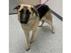 Adopt Pierre A Black German Shepherd Dog / Mixed Dog In Caldwell, ID (33748851)