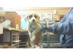 Adopt 49477737 A Tan/Yellow/Fawn American Pit Bull Terrier / Shepherd (Unknown