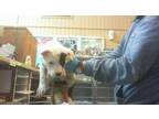 Adopt 49477704 A Black American Pit Bull Terrier / Shepherd (Unknown Type) /