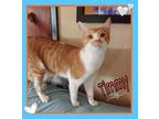 Adopt Timmy a Orange or Red Tabby Domestic Shorthair (short coat) cat in
