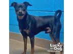 Adopt White Paw a Black - with Tan, Yellow or Fawn Miniature Pinscher / Mixed
