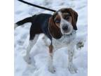 Adopt Flynn a Beagle / Mixed dog in Lancaster, OH (33749567)
