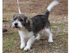 Adopt Barney a Terrier (Unknown Type, Medium) / Mixed dog in Salisbury