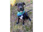 Adopt Barkley 22753 a Black Labrador Retriever dog in Joplin, MO (33749472)