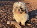 Adopt RENO A White Shih Tzu / Mixed Dog In Santa Cruz, CA (33748323)