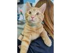 Adopt VULPIX a Orange or Red Tabby Domestic Shorthair / Mixed (short coat) cat