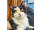 Adopt NONA a Black & White or Tuxedo Domestic Shorthair / Mixed (short coat) cat