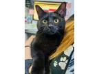 Adopt SMOKEY a All Black Domestic Shorthair / Mixed (short coat) cat in
