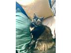 Adopt Chip a Tortoiseshell Domestic Longhair / Mixed (long coat) cat in San