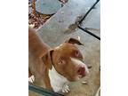 Adopt Gus a Red/Golden/Orange/Chestnut - with White American Pit Bull Terrier /