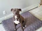 Adopt 8 month (M) blue nose pitbull a Gray/Silver/Salt & Pepper - with White