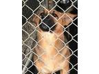 Adopt Marco a Brown/Chocolate German Shepherd Dog / Mixed dog in Selma