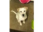 Adopt Ella a White - with Tan, Yellow or Fawn Mixed Breed (Medium) / Mixed dog