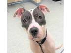 Adopt MINNIE MOUSE A White - With Black American Pit Bull Terrier / Mixed Dog In