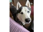 Adopt Hercules a Black - with Gray or Silver Husky / Akbash / Mixed dog in