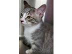 Adopt Joe Joe a Gray or Blue Domestic Shorthair / Domestic Shorthair / Mixed cat