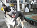 Adopt a Black - with White Husky / Mixed dog in Hanford, CA (33749018)