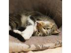 Adopt GIBSON a Brown Tabby Domestic Shorthair / Mixed (short coat) cat in