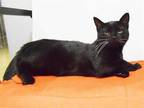 Adopt *TWIN 1 a All Black Domestic Shorthair / Mixed (short coat) cat in